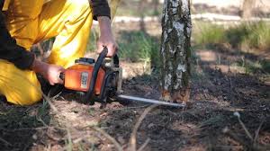 Best Root Management and Removal  in Lakehills, TX