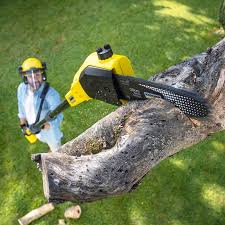 Best Arborist Consultation Services  in Lakehills, TX