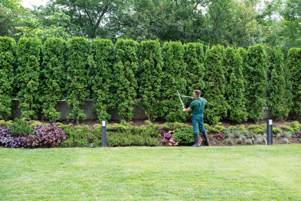 Best Tree Maintenance Programs  in Lakehills, TX