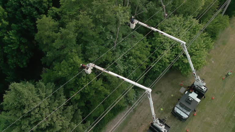 Best Residential Tree Removal  in Lakehills, TX