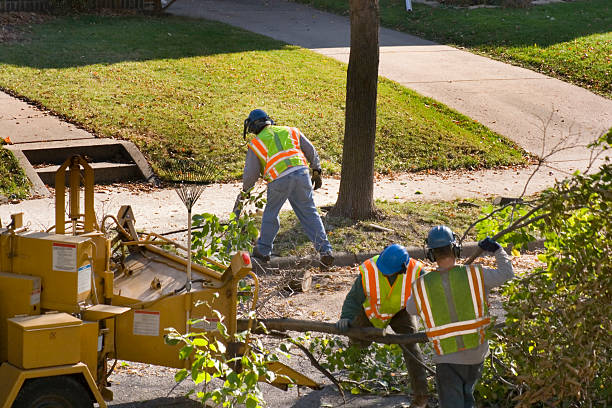 Best Tree Mulching Services  in Lakehills, TX