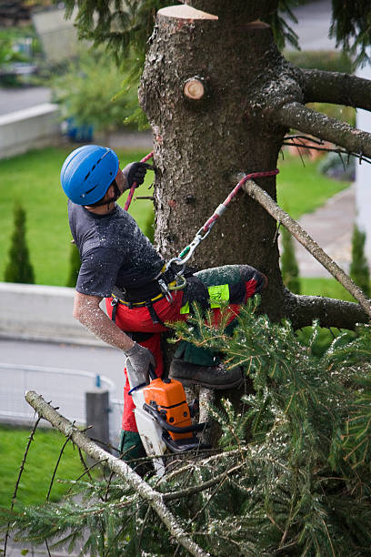 Best Firewood Processing and Delivery  in Lakehills, TX