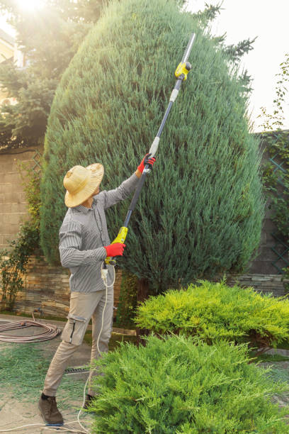 Reliable Lakehills, TX  Tree Services Solutions