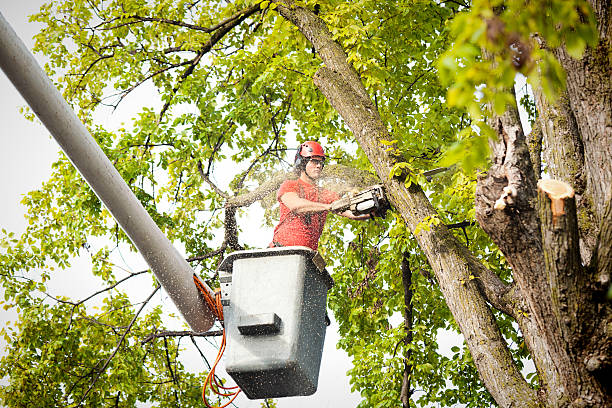 Best Palm Tree Trimming  in Lakehills, TX