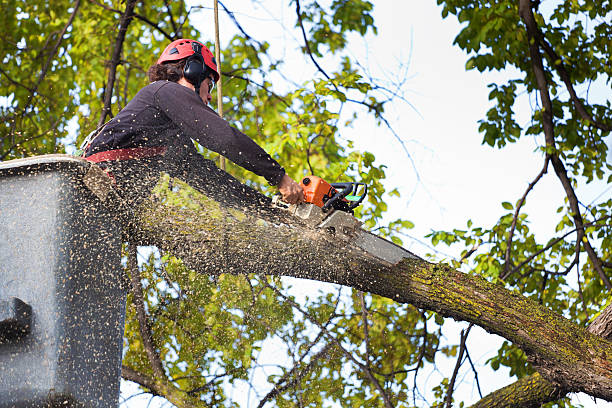 Best Commercial Tree Removal  in Lakehills, TX